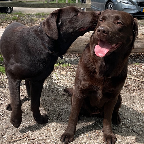 Twee bruine labradors staan dicht bij elkaar op een grindpad. De ene hond lijkt de andere zachtjes in het oor te besnuffelen of likken, terwijl de andere met een tong uit zijn bek zit en zijn ogen gesloten heeft. Op de achtergrond staan een auto en een houten hek.