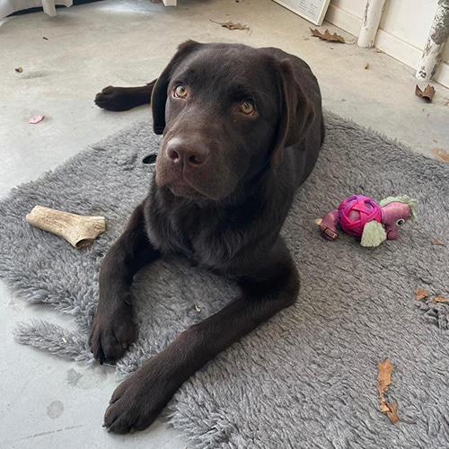 Bruine labrador ligt op een grijs kleed met speelgoed om zich heen.