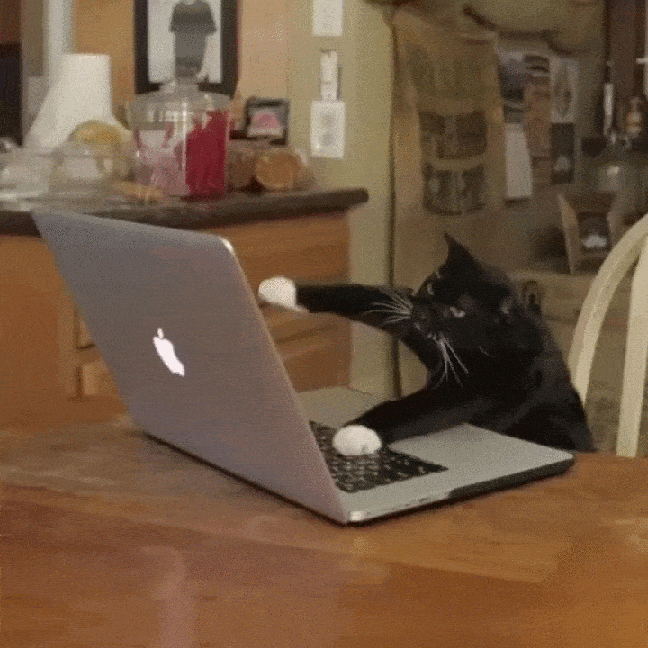 Een gif van een kat die aan het typen is achter de laptop.