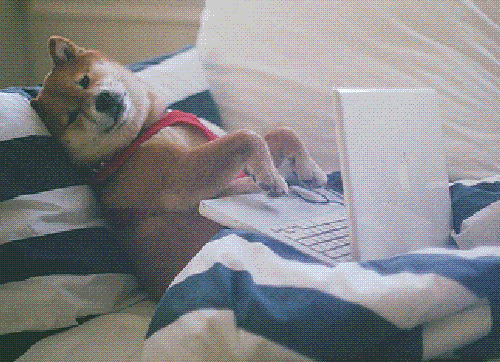 Een gif van een hond die in bed ligt met een laptop op zijn schoot.