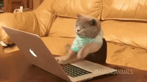 Een gif van een kat die aan het typen is achter de laptop.
