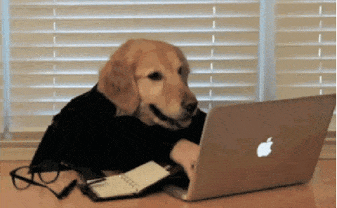 Een gif van een hond die aan het typen is achter de laptop.